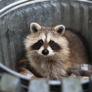  Georgia Wildlife Removal Experts 